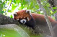 來普洱太陽河森林公園，去動物家裡做客