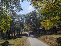 平山路線