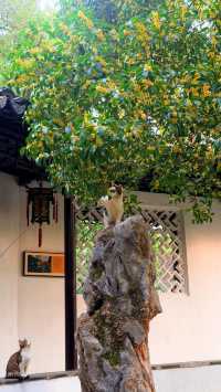 蘇州的秋天|在怡園的桂花香裡,撞見江南最溫柔的時刻