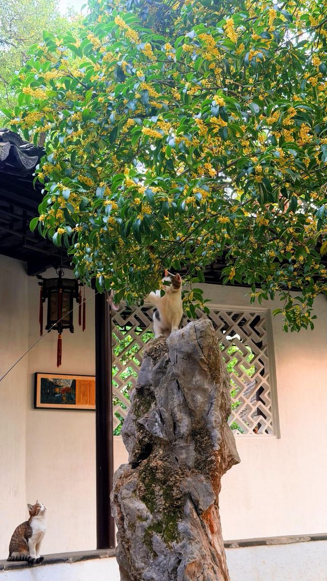 蘇州的秋天|在怡園的桂花香裡,撞見江南最溫柔的時刻 蘇州的秋天|在怡園的桂花香裡,撞見江南最溫柔的時刻
