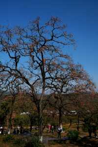 湖北羅田甜柿秘境500年古柿樹王等你來打卡！