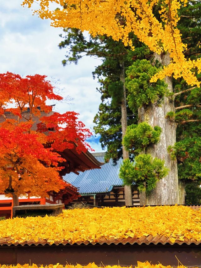 拈花一笑高野山