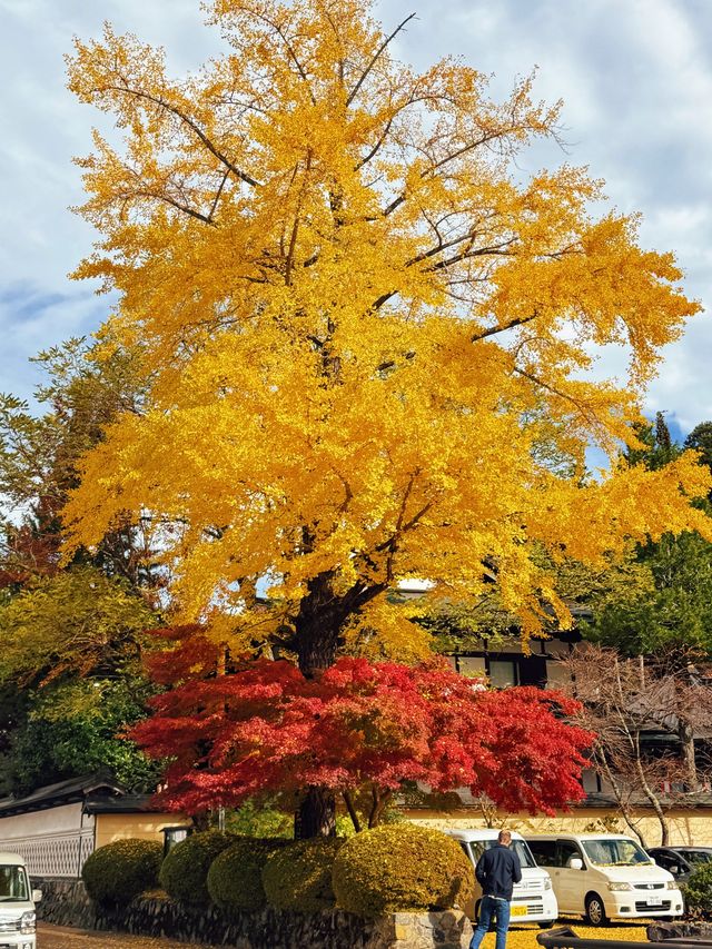 拈花一笑高野山