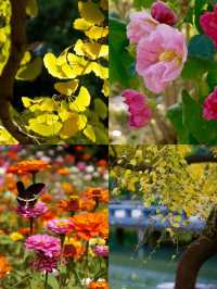 深秋「好色」去上海植物園