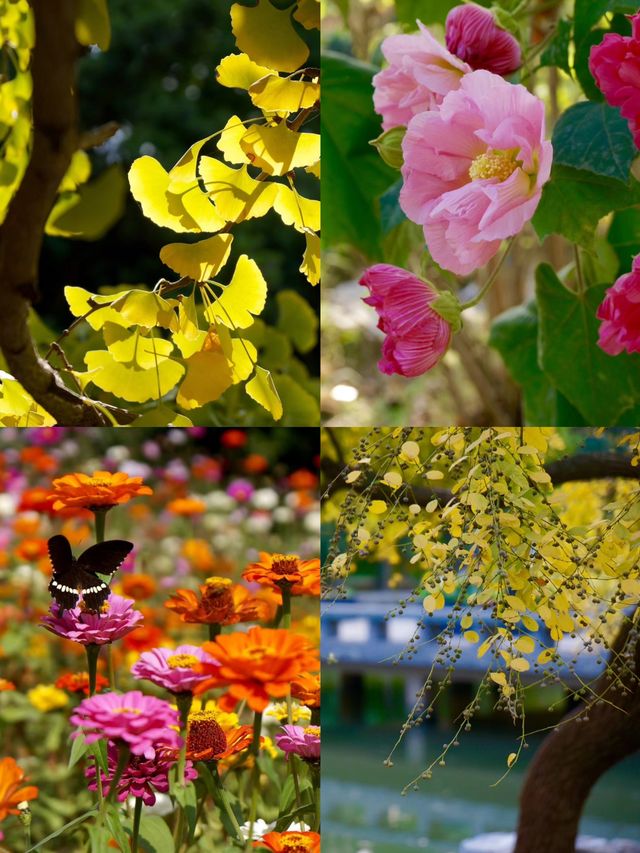 深秋「好色」去上海植物園 深秋「好色」去上海植物園