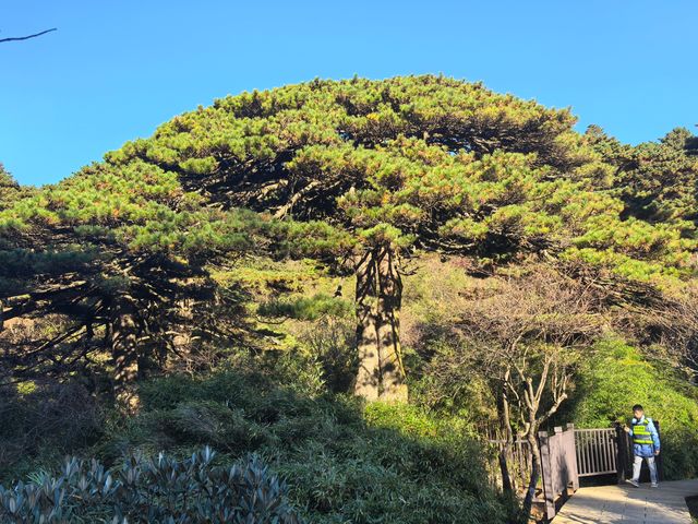 聽我的，不費腿看美景