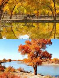 南疆胡楊秘境攻略