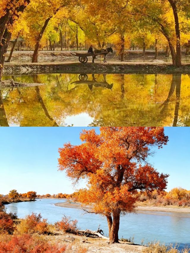 南疆胡楊秘境攻略 南疆胡楊秘境攻略