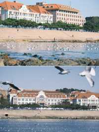 青島|人人喜愛的海鷗又回來啦餵海鷗真好玩