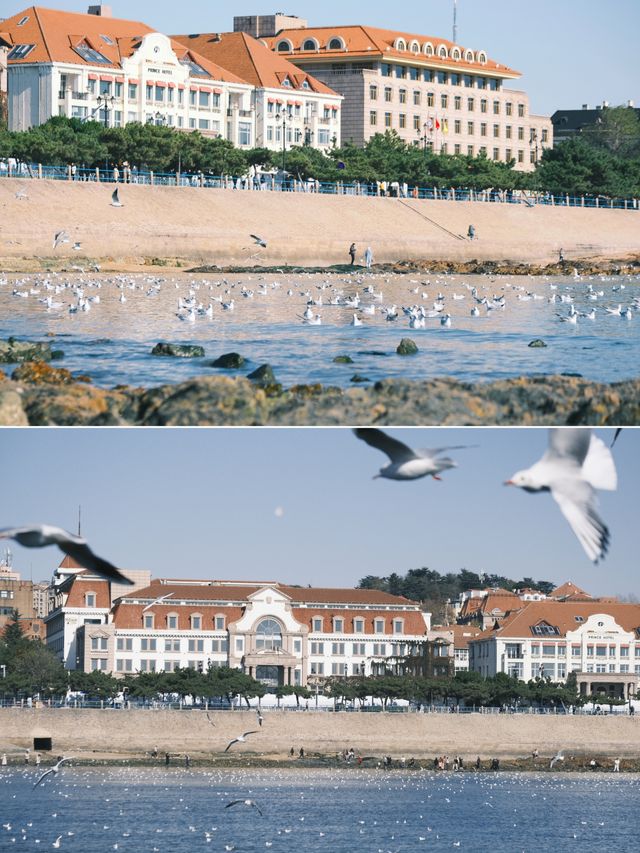 青島|人人喜愛的海鷗又回來啦餵海鷗真好玩