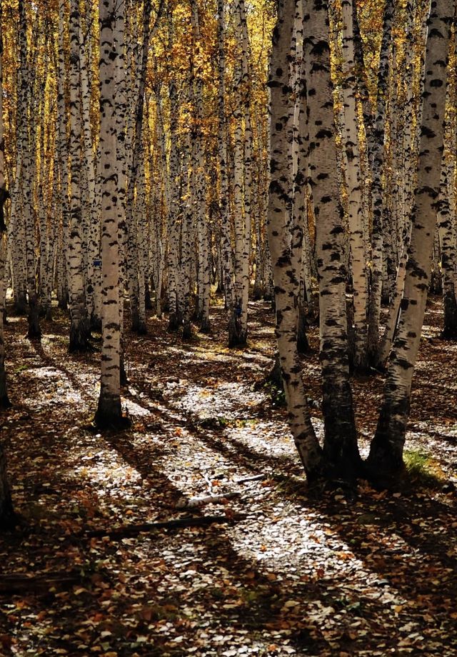 晨光鍍雪白樺林，亞布力晨韻醉初心