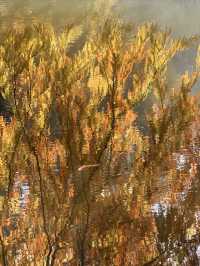 燕雀湖+明孝陵隱藏路線！99%人不知道的絕美秘境