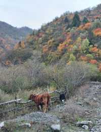 平武沙棘溝彩林形成了,付攻略!