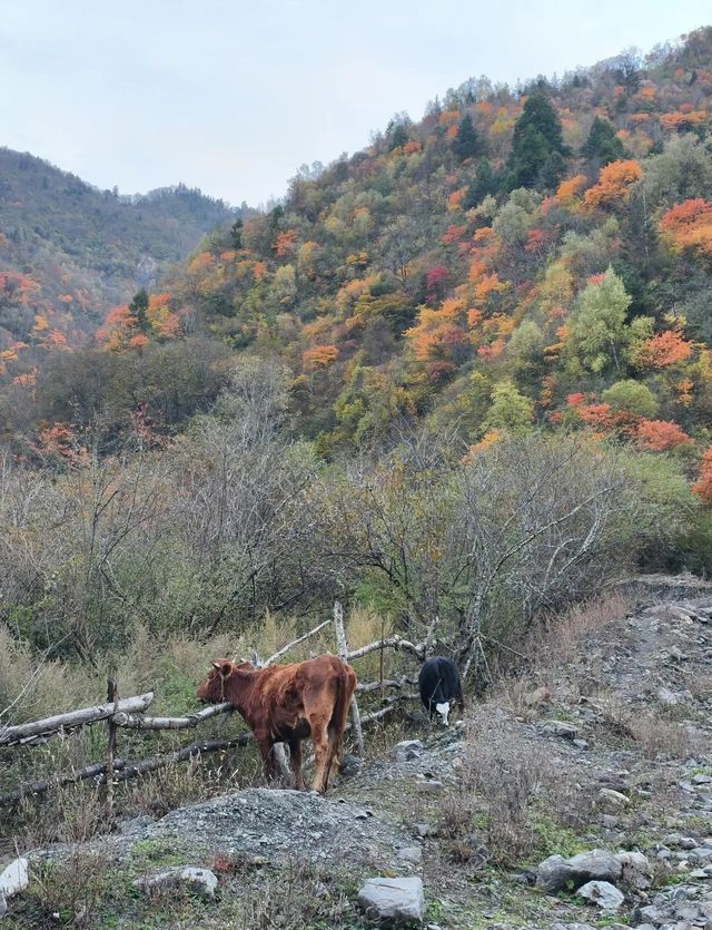 平武沙棘溝彩林形成了,付攻略! 平武沙棘溝彩林形成了,付攻略!