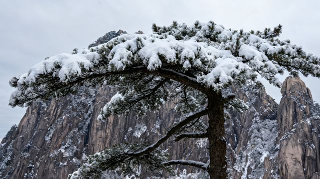 在黃山的水墨仙境裡，5天邂逅「天下第一奇山」的冬雪盛景