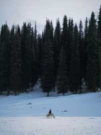 伊犁|冬天的避寒之地