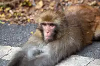 住進4000米的亞丁村,推窗見神山!