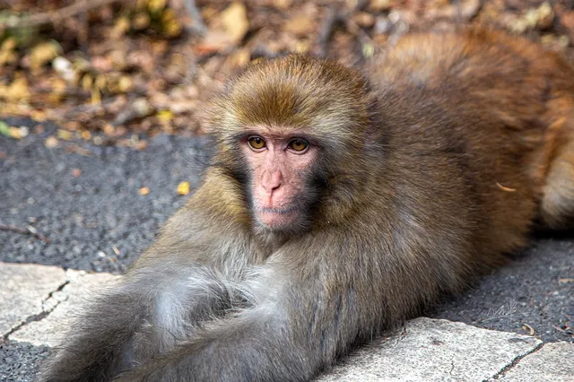 住進4000米的亞丁村,推窗見神山! 住進4000米的亞丁村,推窗見神山!