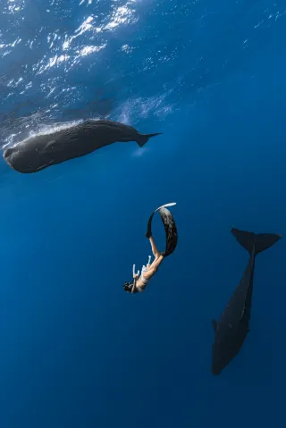 モーリシャスでクジラと一緒に泳ぐ｜人生で最も感動的な大作の瞬間！