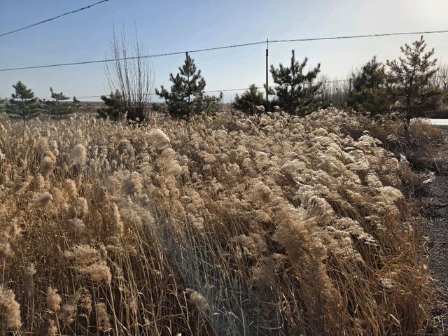 datong clay forest! datong clay forest!