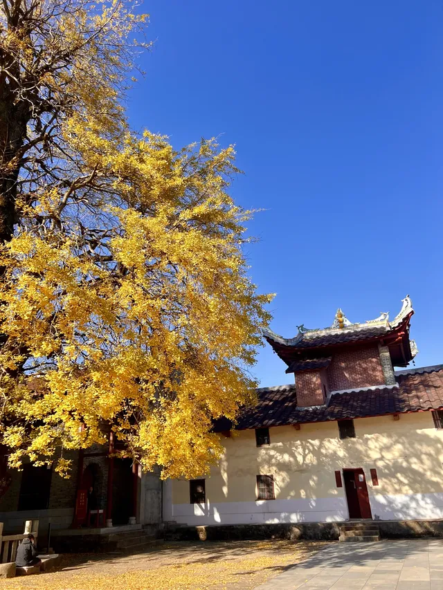 南昌周邊|九江雲居山的千年銀杏 滿樹金黃 南昌周邊|九江雲居山的千年銀杏 滿樹金黃