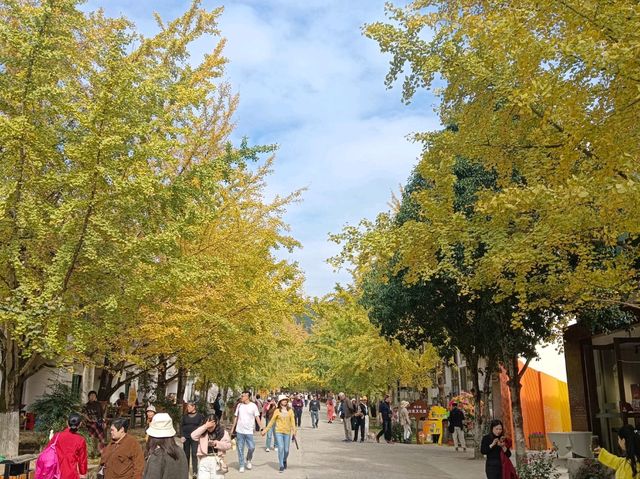 帽子峰林場金黃秋日仙境 帽子峰林場金黃秋日仙境