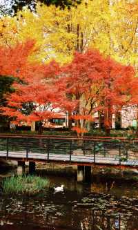 12.3上海超絕!延中綠地楓葉銀杏