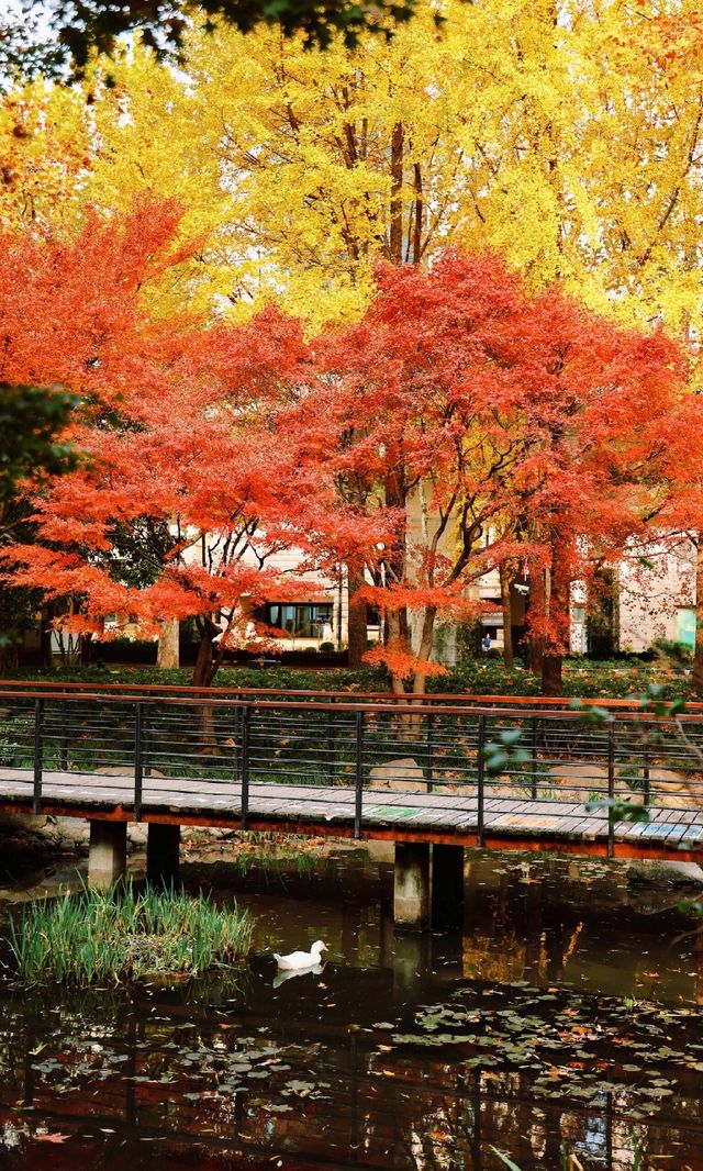 12.3上海超絕!延中綠地楓葉銀杏 12.3上海超絕!延中綠地楓葉銀杏