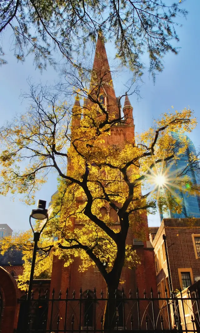 Must-visit in December in Magic City! The stunning golden storm of 150-year-old ginkgo trees and the Gothic church
