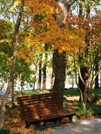 怕你們錯過!再次提醒:共青銀杏濃度已超標