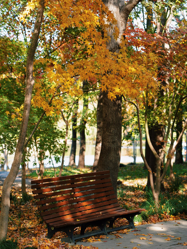 怕你們錯過!再次提醒:共青銀杏濃度已超標 怕你們錯過!再次提醒:共青銀杏濃度已超標
