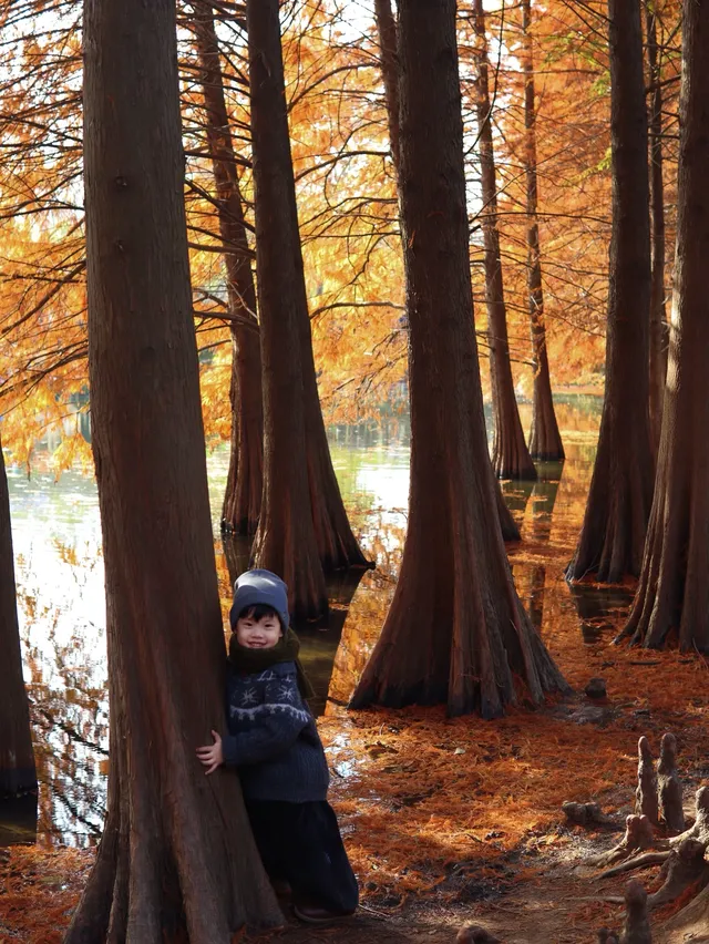 12.1明孝陵實況,落羽杉美到失語了 12.1明孝陵實況,落羽杉美到失語了
