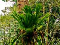 Ultimate List of Vietnam Jungle Tracks: Dive into The Evergreen World