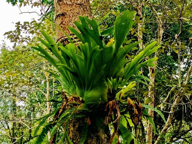 Ultimate List of Vietnam Jungle Tracks: Dive into The Evergreen World Ultimate List of Vietnam Jungle Tracks: Dive into The Evergreen World