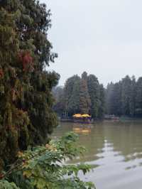 廣佛自駕遊,七星岩落羽杉