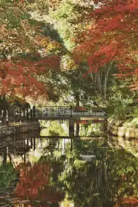 魯迅公園的紅葉已經瘋狂綻放啦