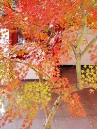 嘉興南湖賞楓指南！紅透半邊天的秋日浪漫