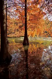 落羽杉紅了,你會來明孝陵燕雀湖看嗎?