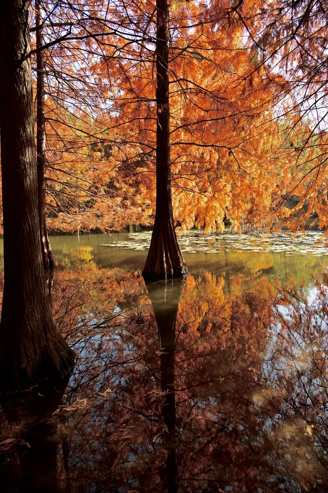 落羽杉紅了,你會來明孝陵燕雀湖看嗎? 落羽杉紅了,你會來明孝陵燕雀湖看嗎?