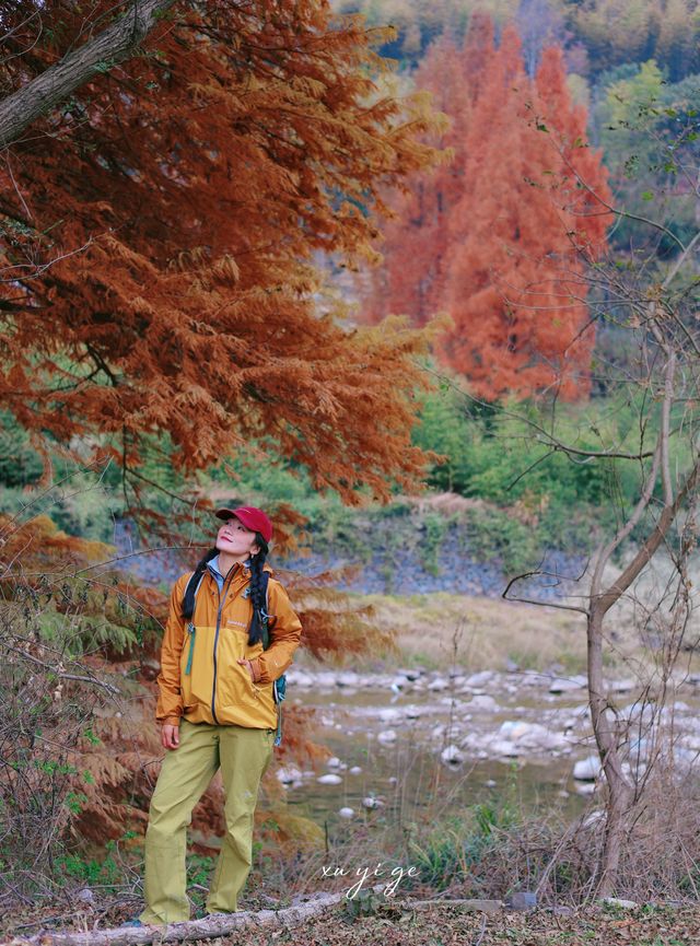 寧波徒步爬山|水杉-蘆葦蕩秋天王炸組合路線