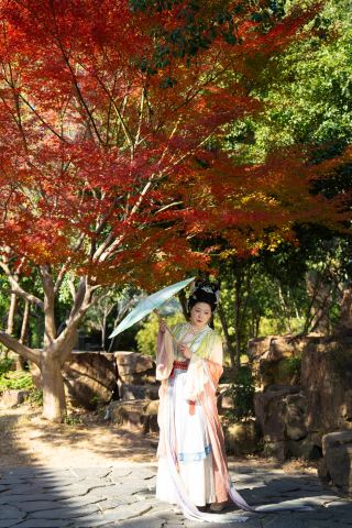 Maple Leaves Turn Red at Tiger Hill Mountain