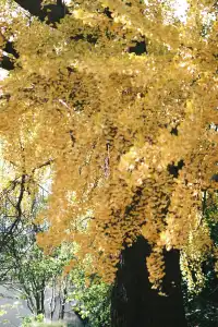 不要錯過揚州看銀杏的時節