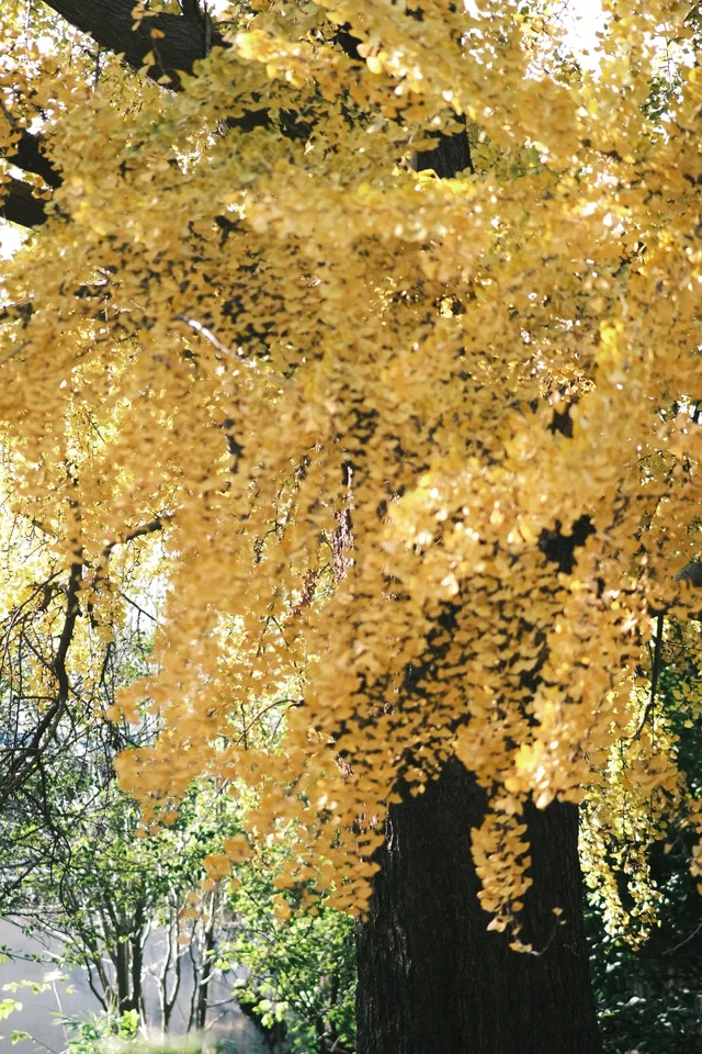 不要錯過揚州看銀杏的時節 不要錯過揚州看銀杏的時節