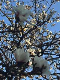 真慶觀的玉蘭花又開了…