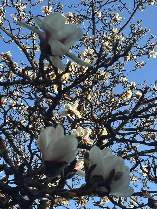 真慶觀的玉蘭花又開了… 真慶觀的玉蘭花又開了…