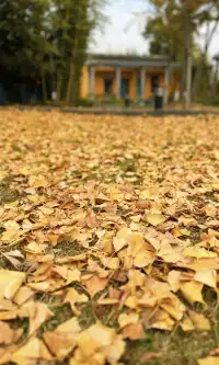 青西郊野公園秋天的顏色