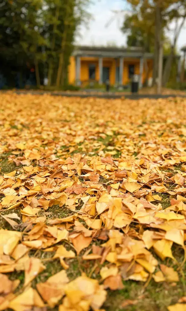 青西郊野公園秋天的顏色 青西郊野公園秋天的顏色
