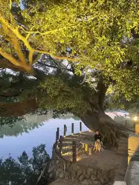 福建雲水謠|帶狗狗走進大魚海棠的童話世界