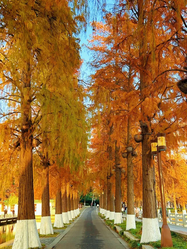東湖的落羽杉紅了,快衝呀 東湖的落羽杉紅了,快衝呀