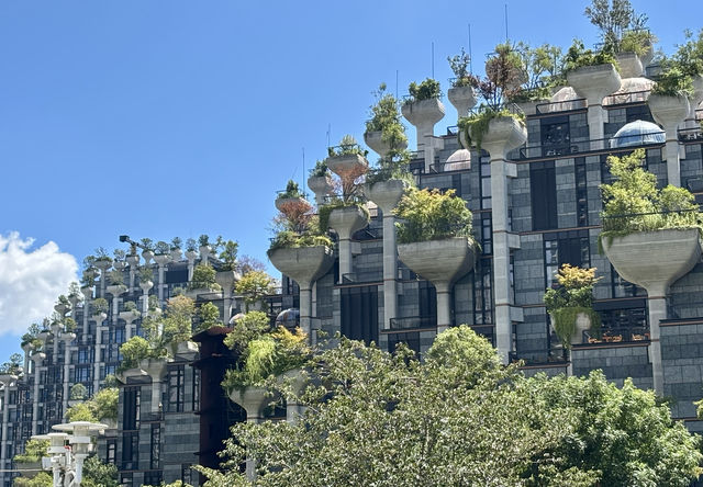 無懼秋老虎,打卡「千樹」之城,歷史的變遷,不定期更新 無懼秋老虎,打卡「千樹」之城,歷史的變遷,不定期更新